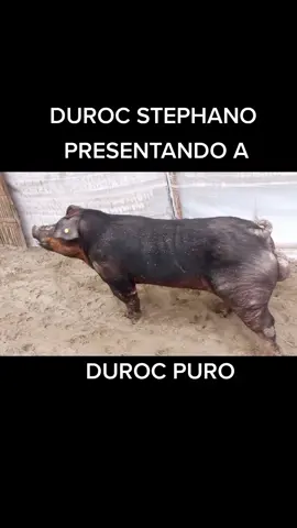 #i❤porcicultura #actitud #yoloarreglo #DurocStephano #viraltiktok #porciculturamexicana #viral #pyf #WowJetour #buenagenetica #tiktok #cerdos #buenagenetica #buenagenetica #porcinocultores 
