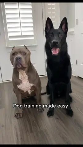 Training at the palm of your hands. Click the link in my bio for 70% off @woofz_app #fyp #DogTraining #gsd #americanbully 