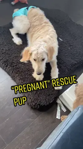 Praying she’s not actually pregnant so we can get her spayed and adopted ASAP! Btw her “owner” claimed she had a name but she doesn’t respond to it so name suggestions are welcome 🥰