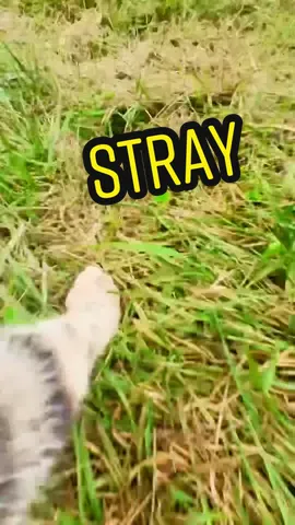 Ginny Barn Cat has a lot to say #stray #catsoftiktok #animalsoftiktok #firstperson