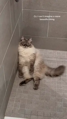 Sir, can I use my shower please? #catsoftiktok #siberiancat #fyp #foryou #cat #viral 
