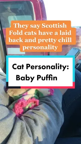 What kind of cat is that? What are they like? Baby Puffin kicking back 😂 #scottishfold #fluentpet #kittensoftiktok #chillwithtiktok #scottishfoldkitten #textme 