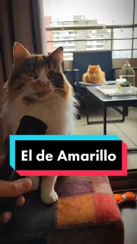El de Amarillo es el Tadeo #Gatos #Mascotas #Humor #fyp