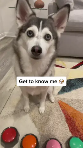 Sapphie Q&A session🐶❤️ #doglover #smartdog #dogs #pets #husky 