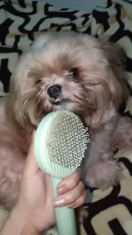 Buhol-buhol problem no more!  Buti nalang nadiscover ko ito round one button self-cleaning needle comb laking tulong pag nagsheshed at sa buhol-buhol na hair ni baby at madali pang linisin push! push kalang 💯 Get yours now 🛒#petcomb #Tiktokfinds #tiktokshop #Foryoupage #Foryou #fypシ #budolfinds #fyp #petoftiktok 