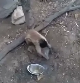 macaquinho afiando  #macaquinho 