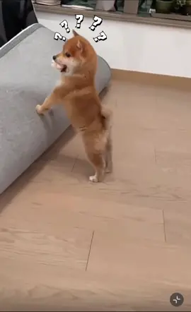 หมาตัวนี้หาของเล่นไม่เจอ แต่มันอยู่ที่ปาก🤣#puppy#puppylove #puppytiktok #puppydog #puppysoftiktok #dogs #dogsoftiktok #cutepet 