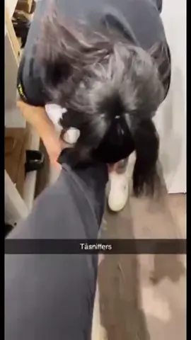 Tåsniffers 🐽❤️ #smellyfeetchallenge #hahaha #missyou #thisislove #fun