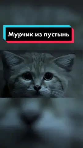 Мурчик из безжизненной пустыни Сахара. Барханная кошка 
