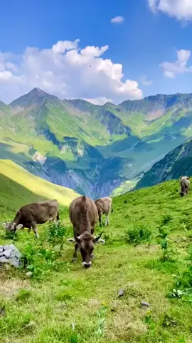 #mountain #cow #travel #landscape #beautiful #fpyシ 