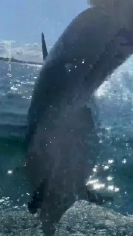 Once in a lifetime moment. (Submission: Zoe Teikamata) #fyp #fypシ #fypage #fypシ゚viral #viral #dolphin #nature #ocean #beautiful #animal #animals