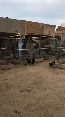 Asi se agara un pollo 😅 #fyp #parati #viral #viralvideo 