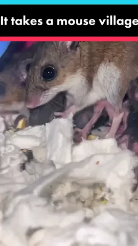 It takes a village, I guess! 🐭 🏳️‍🌈 @mousetales @mousetales