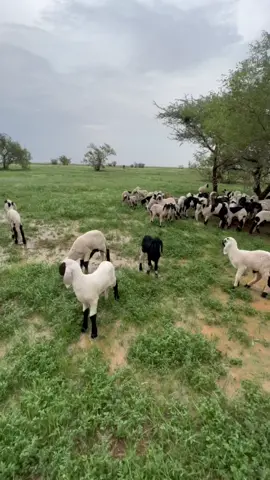 #اكسبلور #ابودليق #البطانه #بحري #مشاهير_تيك_توك #اكسبلورexplore #تمبول_البطانه❤❤❤ #حلفاالجديدة❤🇸🇩 #شندينا💞💞💞💞💞