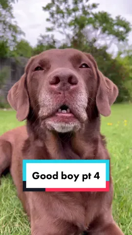 The best boy 🥰 #goodboy #labrador 