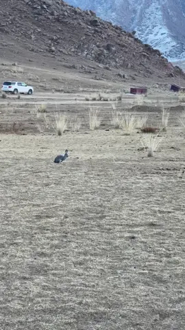 FAKE SITUATION #fyp #mountain #viral #nature #wildnature #eagle #eaglehunting #falcon #murder #lovestory