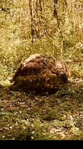 Sniper Hiding Camouflage illusion #viralvideo #sniper #illusion #respect