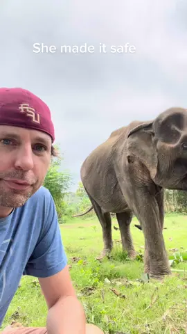 Jong made it to the rescue! After 50 years in chains enslaved in the logging/riding camps she is now 100% free. She has 300 acres to walk around on. She will never ever be put in chains again. She is 2,000 pounds underweight. So, she still has a long ways to go. A lot of you have asked how to support her. You can donate on our non profits site, Plantingpeace.org or through venmo: plantingpeace333 . Can’t thank you enough. Please follow this channel if you’re interested in elephant rescue! ##elephant ##elephantrescue##goodnews##goodnewsontiktok##nonprofit##charity##lgbt##jackblack##plantingpeace 