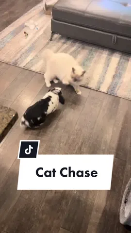 What was that about bunnies being afraid of cats? 🤔 #PetsOfTikTok #funnyanimals #bunnychase #cutepets #bunnyandcat #catandbunny #furbabies #Siblings #denzelandleo #fyp 