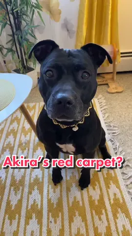 who’s ready for Akira’s red carpet show?! 🤫