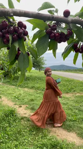 Cherry picking at Fishkill Farms! #cherrypicking #newyork #upstateny #upstatenewyork #Summer #fishkill #fishkillny #thingstodo #fyp #viral #hijabitiktok #hijabi #browntiktok #bengali #desitiktok #browntiktok #muslimtiktok  
