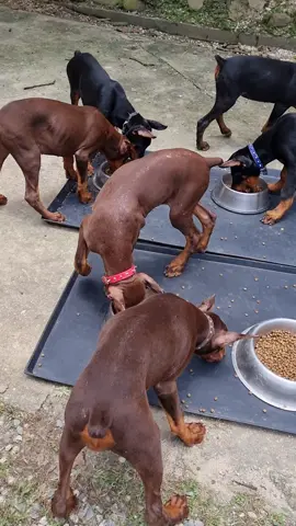 Pure bred Doberman Pinscher puppies. #velcrodog #trini_tiktoks #trinidad #trini #cutepuppy #cute #Love #dobermans #dobie #puppydog #puppytiktok #puppylove #puppy #dogs #dogsoftiktok #dog #dobermanpuppy #doberman #workingdog #workingdoberman