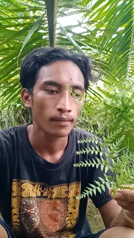 tato daun ala