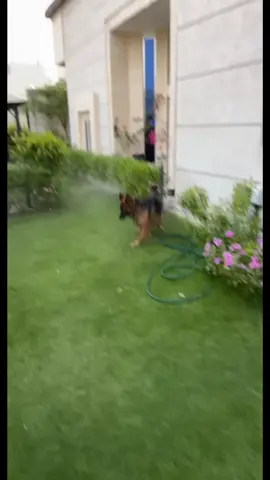 🥹♥️#اكسبلور #جيرمن_شيبرد #جيرمن_لونج_هير #السعودية #الرياض #الخبر #fyp #الدمام #كلاب #fypシ #الدمام_الخبر_الشرقيه #اكسبلورexplore 