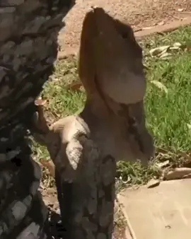 Frilled-neck lizard going for a run #frilleddragon #Frilledneck #frilledlizard #frilledneckrun
