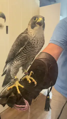 When a peregrine falcon stands in front of a mirror/ Quand un faucon pèlerin devant un miroir#falconry #fauconnerie #falcon #faucon 