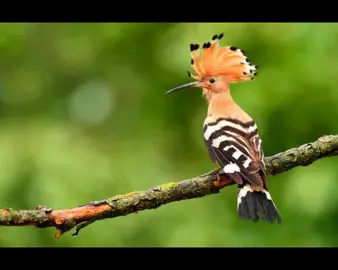#upupa #hoopoe  #birdsounds #birdsound #verso #canto  #richiamo #recall  #foryou#sanpietro #uccellini #uccellino