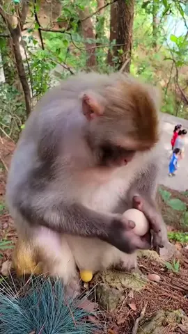 Lần đầu được ăn trứng 😂#QuocKhanh2022 #AnCungTikTok #xuhuongtiktok #xuhuongtiktok2022 #xuhuong2022 #trending #trend #xuhuong #ngokhong #khỉ #khỉcon #khỉcondễthương #trứng #egg #monkey #monkeydluffy #travel #animals #animal @Nguyễn Hoàng Bảo Ngọc 