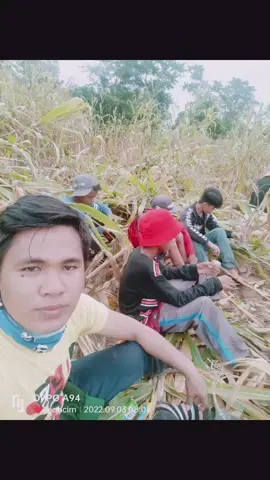 anung tawag sa inyo ang mag pitas ng Mais  sa ilocano ay agburas