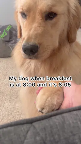 Drama queen always knows what time it is 😂😅 Does your dog tell time? #ihungermother #sillydog #puppy