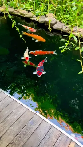 Koi ponds 🎏 - credits @lulukmd - #fishtok #fish #aquarium #aquariumfish #Peces #Koi #Koifish #koipondbuild #koipondhouse #PezKoi #estanquekoi