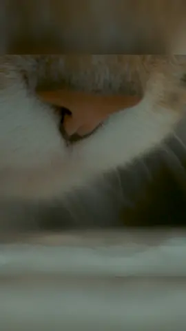 #satisfying  #relaxing  #videoart  #fy  #fyp  #viral  #cat  #cateating  #slowmotion  #interesting  #satisfyingvideo  #likeandfollow 