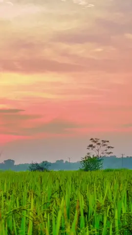 Video gốc hoàng hôn trên cánh đồng sarhe cho ai thích lưu về tắt âm edit theo sở thích..!