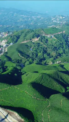 Visit Nepal #🇳🇵🇳🇵 इलाम चिया बगान #namaste #nepaltour #wellcometonepal #namaste #fypシ #foryoupage #goviral #ilam @TikTok @TikTok Nepal @Nepal Tourism Board 🙏🏻
