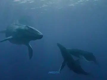Mosa >>> #mosasaurus #jurassicworlddominion #foryourpage #viralvideo 