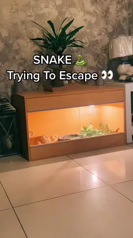 #snake #corn #watch #👀 #🐍 #😁 #justjack #filmteyvatislands #natwestwhatyouwaitingfor #itrieditiprimedit #primarksummerup #jdsummerdrip #nikeshesballin #fu #fy #fyp #fypシ #fypage #fypシ゚viral #foryou #foryoupage #foryourpage #foru #coco83xx #snaketok #tiktok #viral #pet #pets #PetsOfTikTok #reptile #quavers 