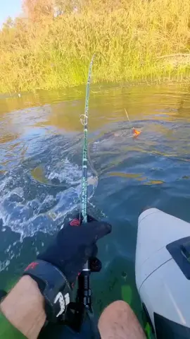 #fishing #pesca #wedkarstwo #siluro #catfish #sum #monsterfish #predatorfish #rivergishing #spinfishing #deporte #sports 
