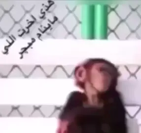 #explore #viral نامو مبجر ثاني مره 