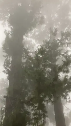 Una tarde de lluvia y neblina.  #bosque #naruraleza #neblina #lluvia #frio #viento #Morelos #Huitzilac #labellezadelanaturaleza 