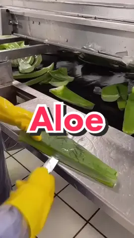 The production process of aloe vera#aloevera #aloe #china #factory #chinafactory #factorywork #factoryjob #factorylife #factoryworker #fyp #asmr #foryou