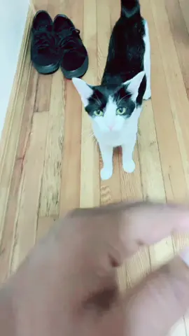 #nanuofficial1 #trending #sounds #fyp #uk #viral #usa #cat 