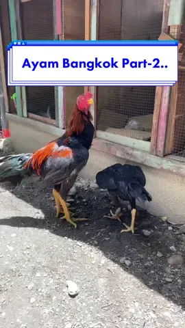 Membalas @pRo W1bU H@πk€R TiZ| Coba tebak harganya berapa? #hewanpeliharaan #ayam #ayambangkok #ayamhias #Vlog #viral #fyp #abcxyz