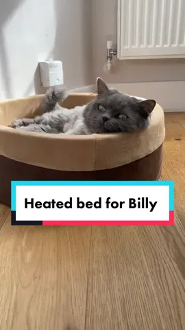 Preparing for a cold winter in UK #cat #kitten #persiancat #beautifulcat #pet #pets #billy #billyboy #cute #cutepets #funnyvideos #funny #uk #london #billyboyuk #billyboycat
