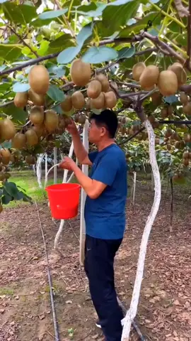 Kiwi Time #kiwi #farmlife #amazingfacts 