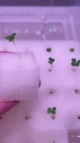 nanem lgi,selamat menunggu 3 bulan kedepan teman teman 🤣 #fyp 