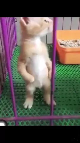 How did it stood like this?🤔#funnyanimals #funnypets #PetsOfTikTok #cat #kitten #funny #cute #standingcat #foryou #fyp #fypシ #viral